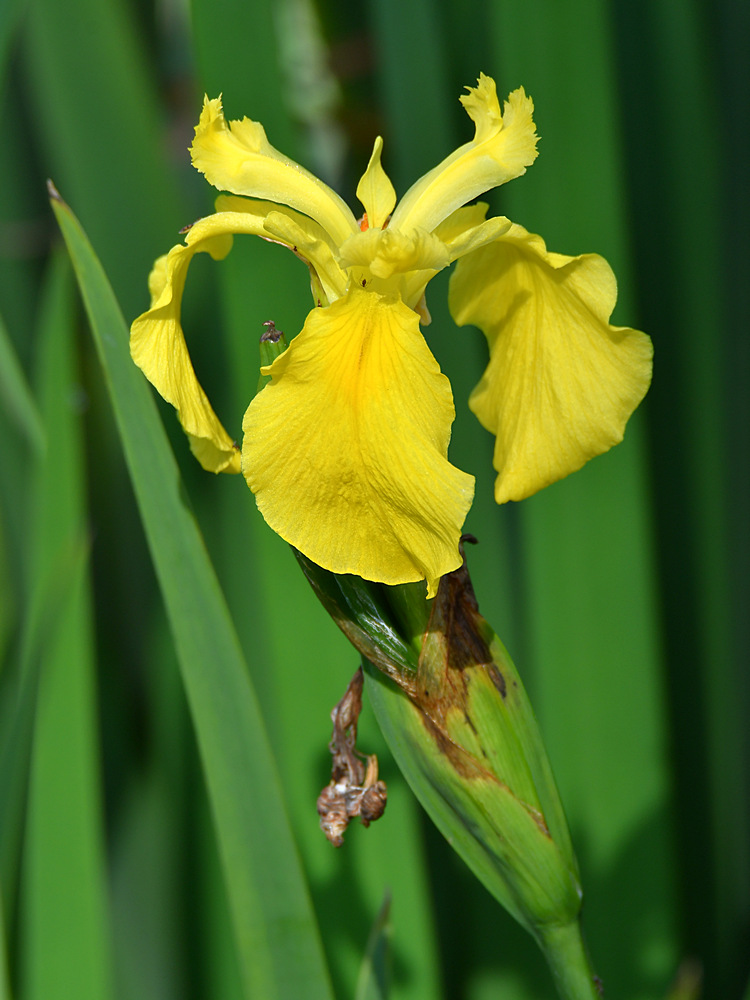 Iris.jpg