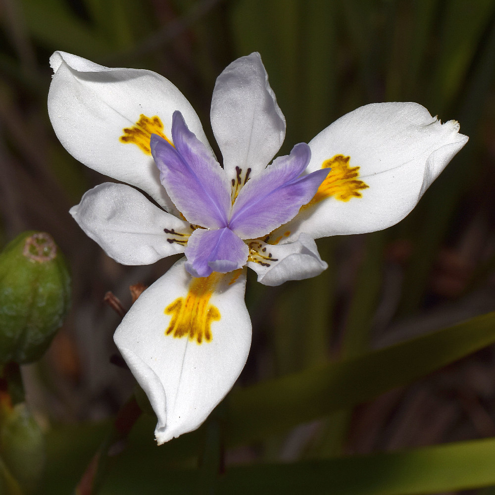 Iris.jpg