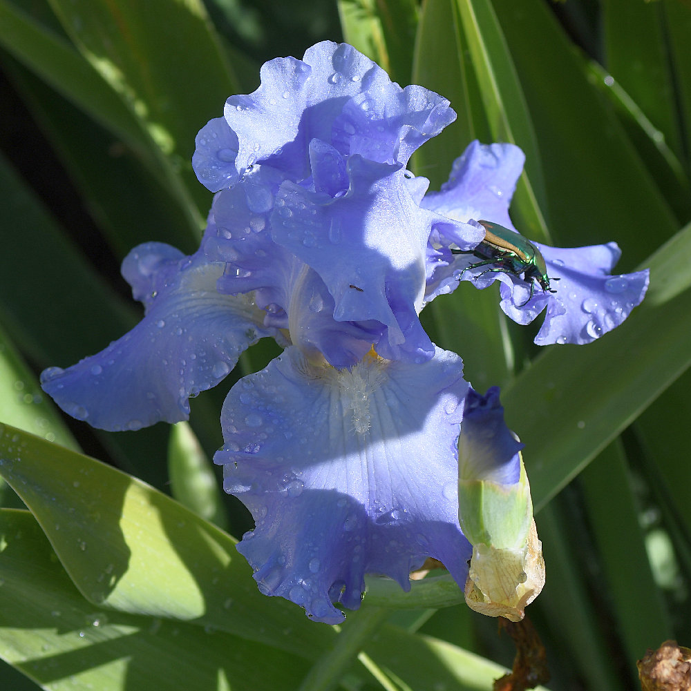 Iris.jpg