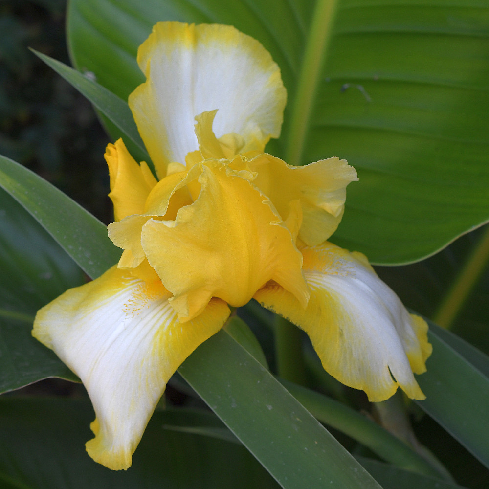 Iris.jpg