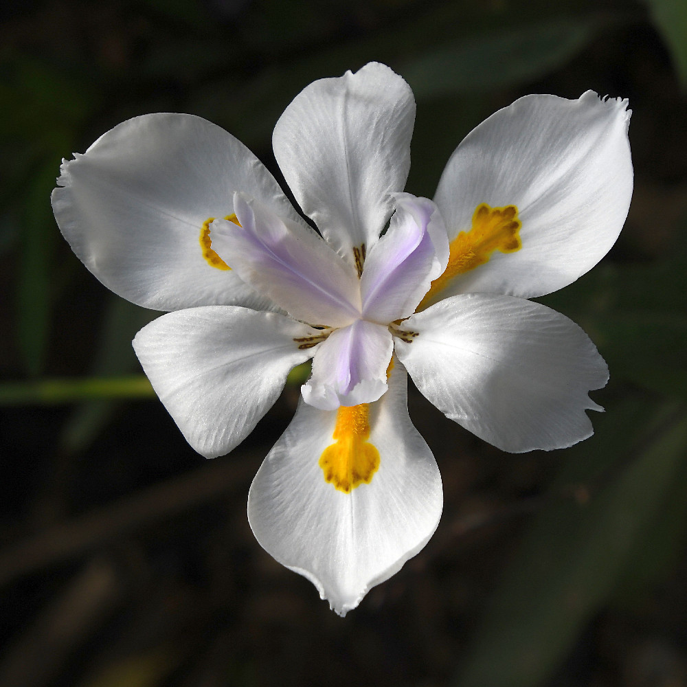 Iris.jpg