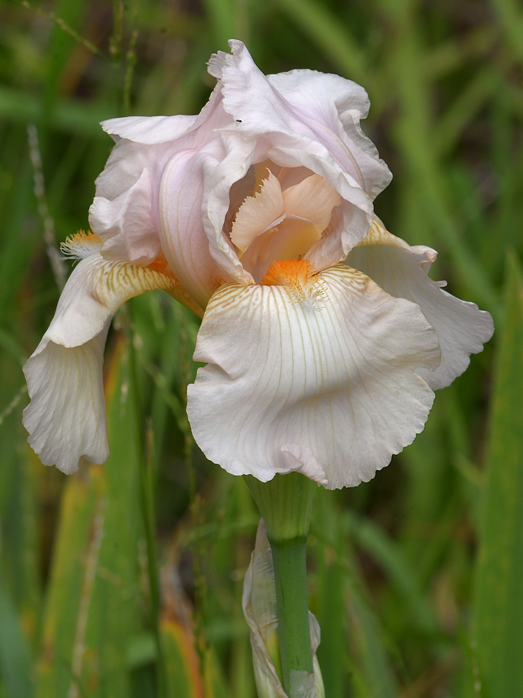 Iris.jpg