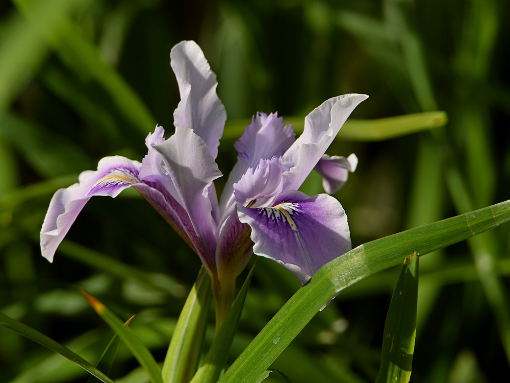 Iris.jpg
