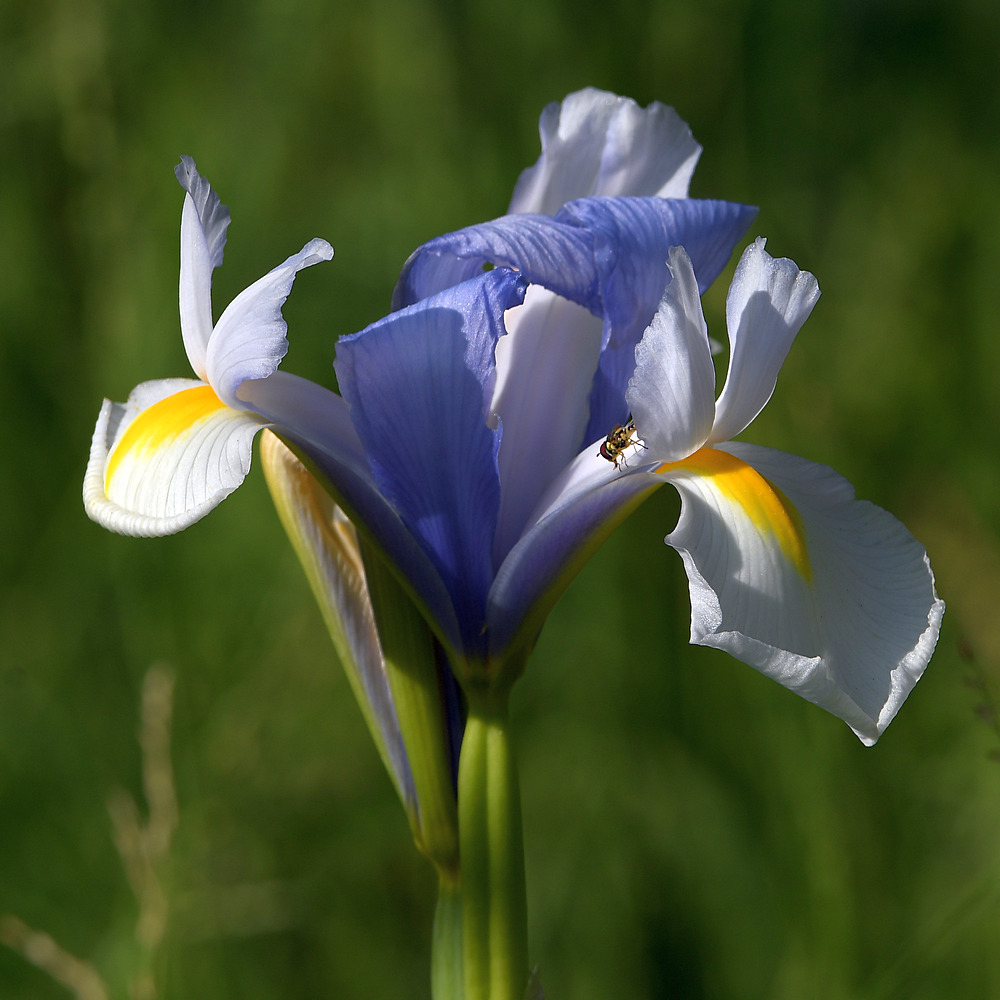 Iris.jpg