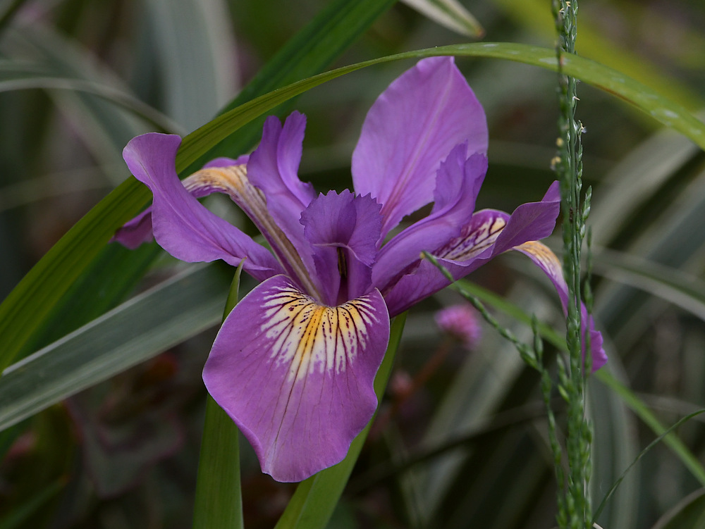 Iris.jpg