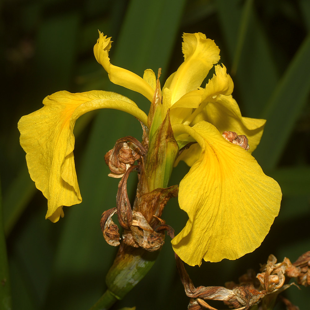 Iris.jpg