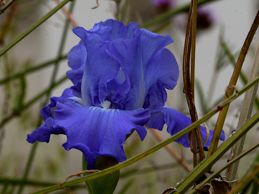 Iris.jpg