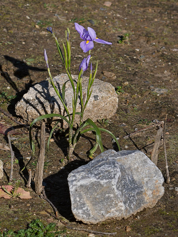 Iris.jpg