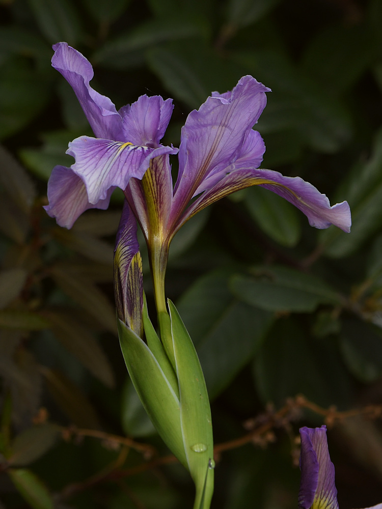 Iris.JPG