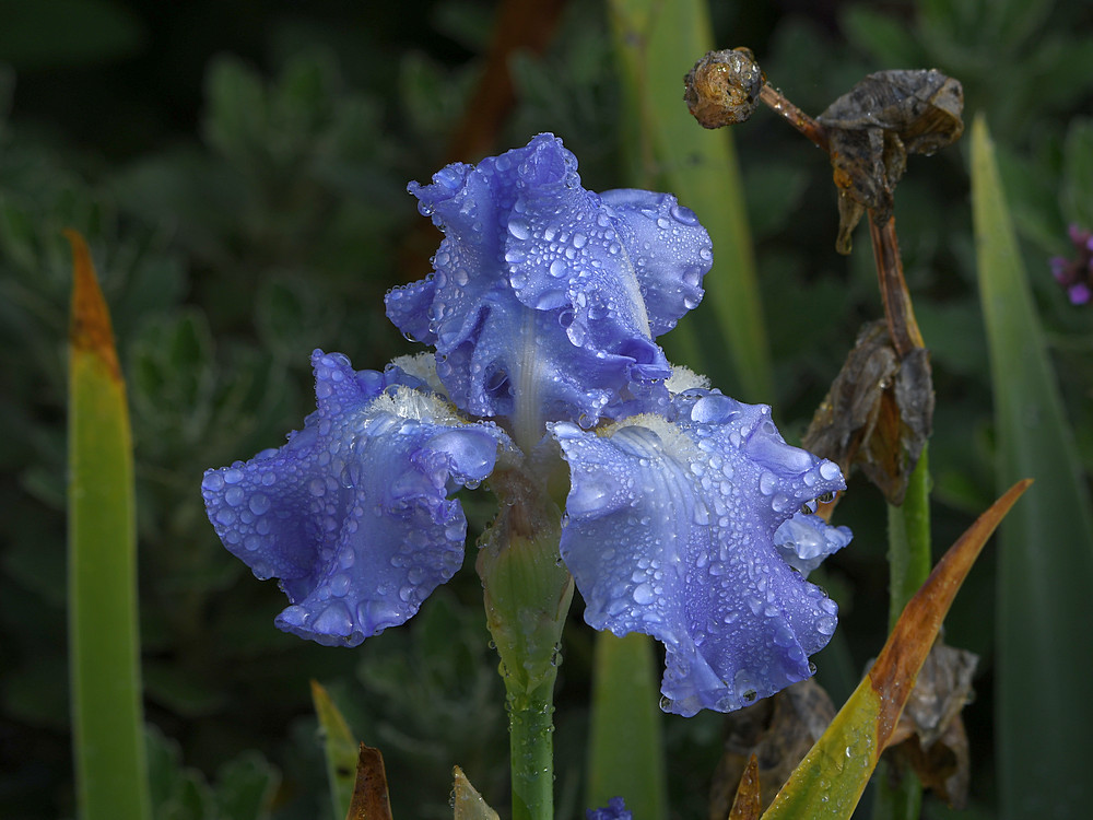 Iris.jpg