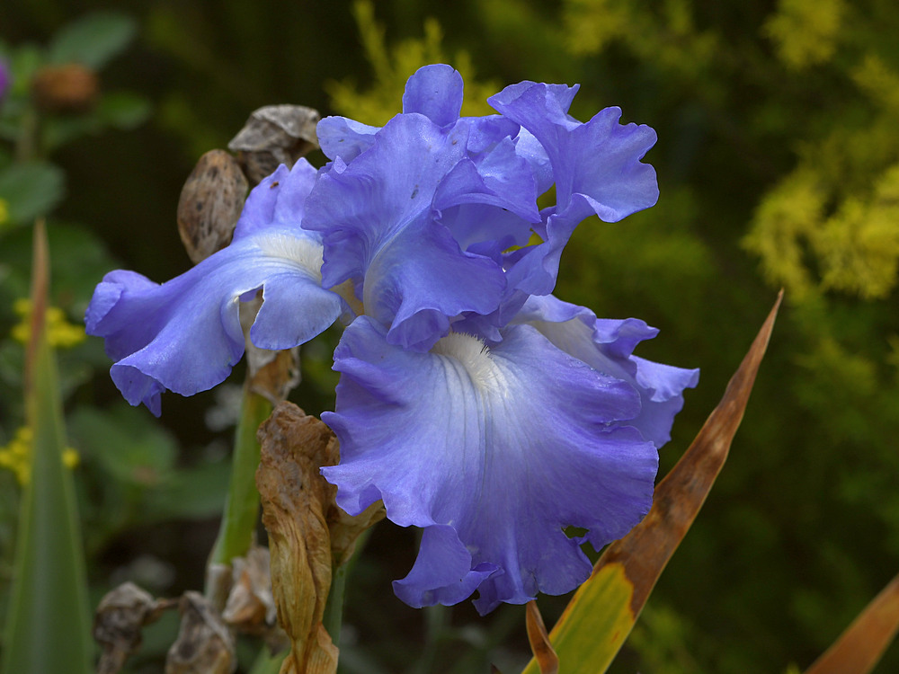 Iris.jpg