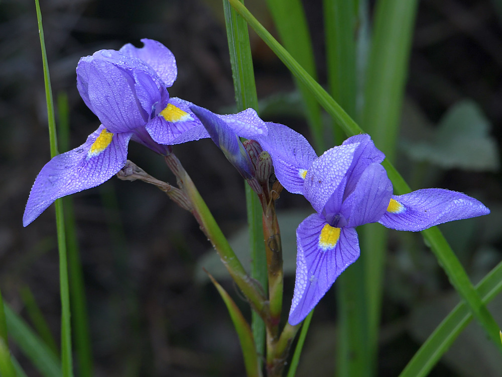 Iris.jpg