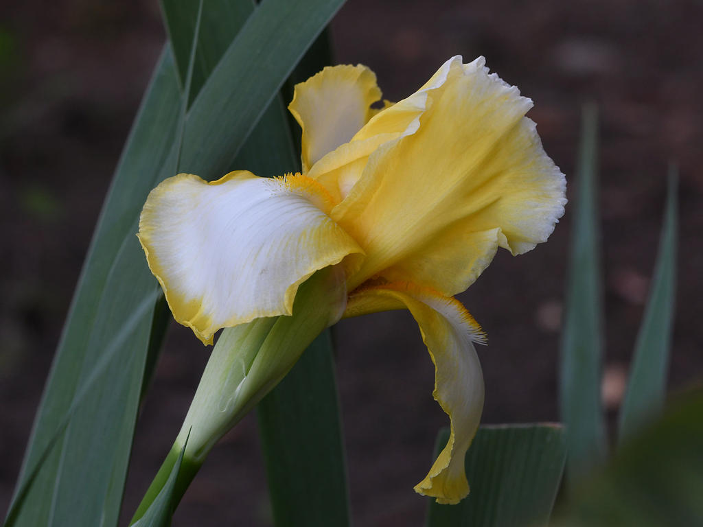 Iris.jpg