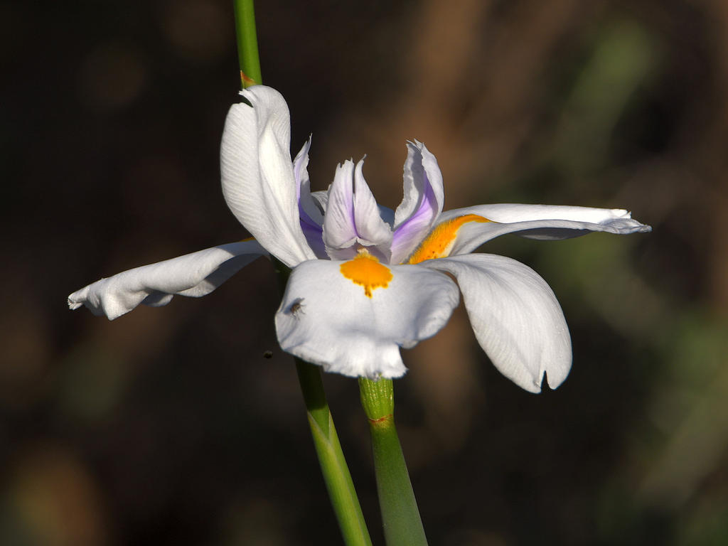 Iris.jpg