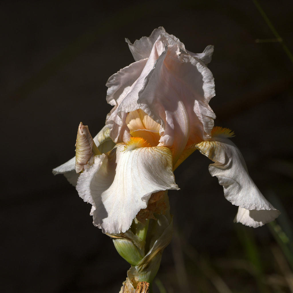 Iris.jpg