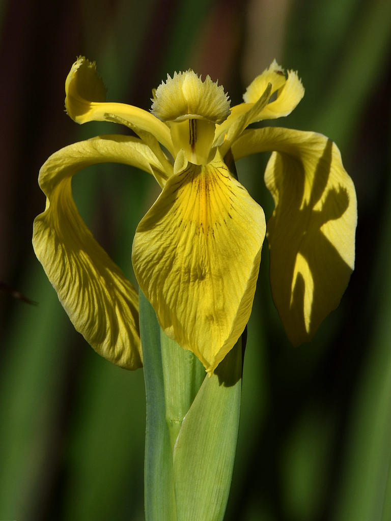 Iris.jpg