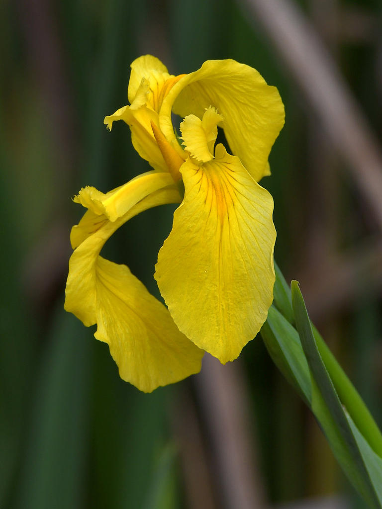 Iris.jpg