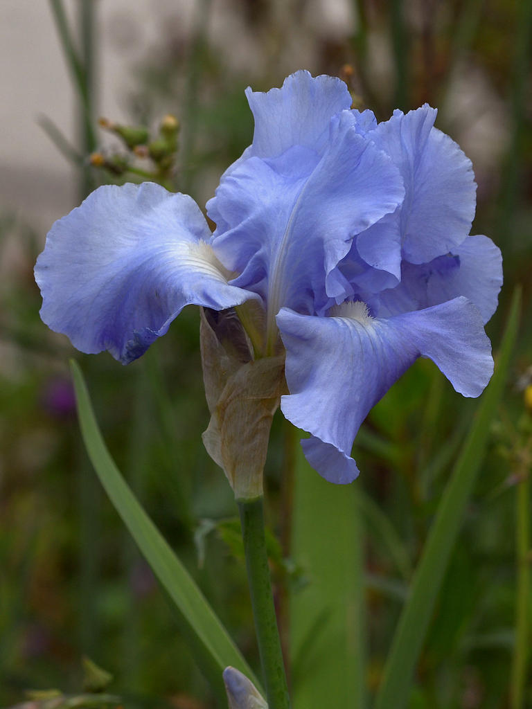 Iris.jpg