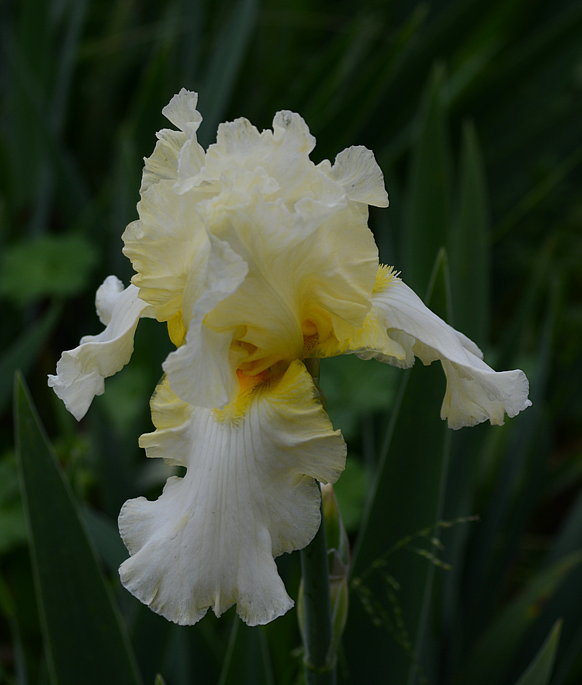 Iris.jpg