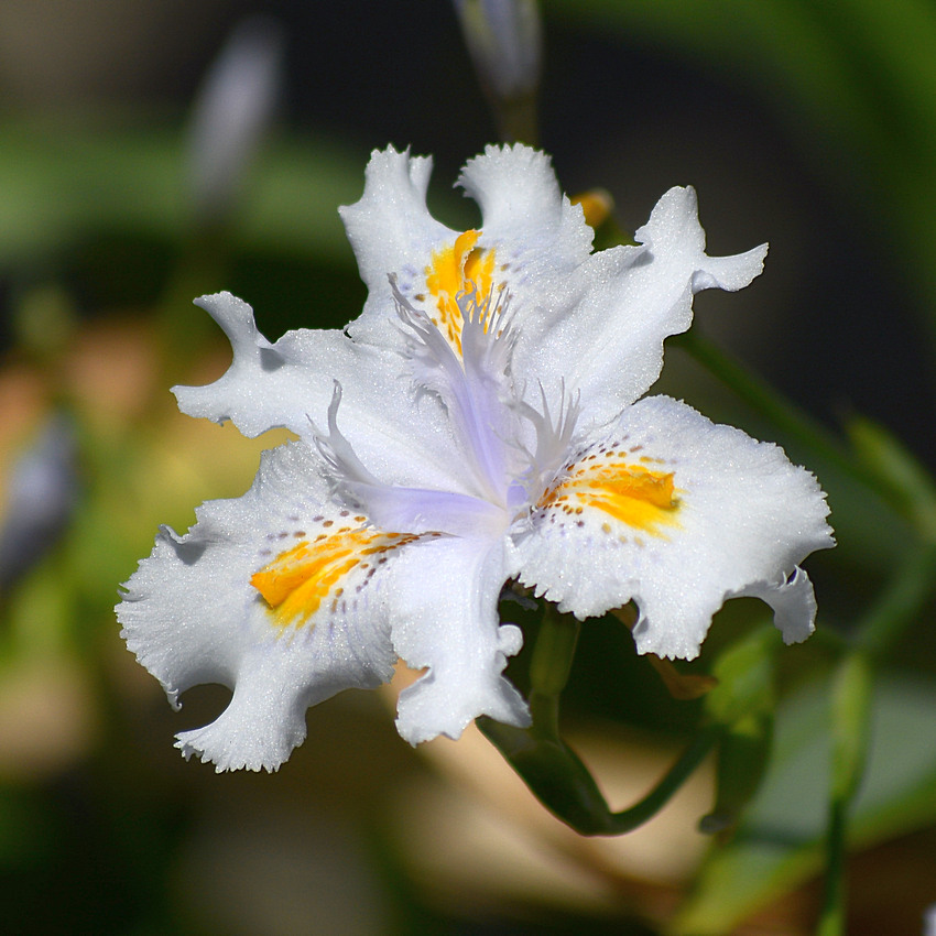 Iris.jpg