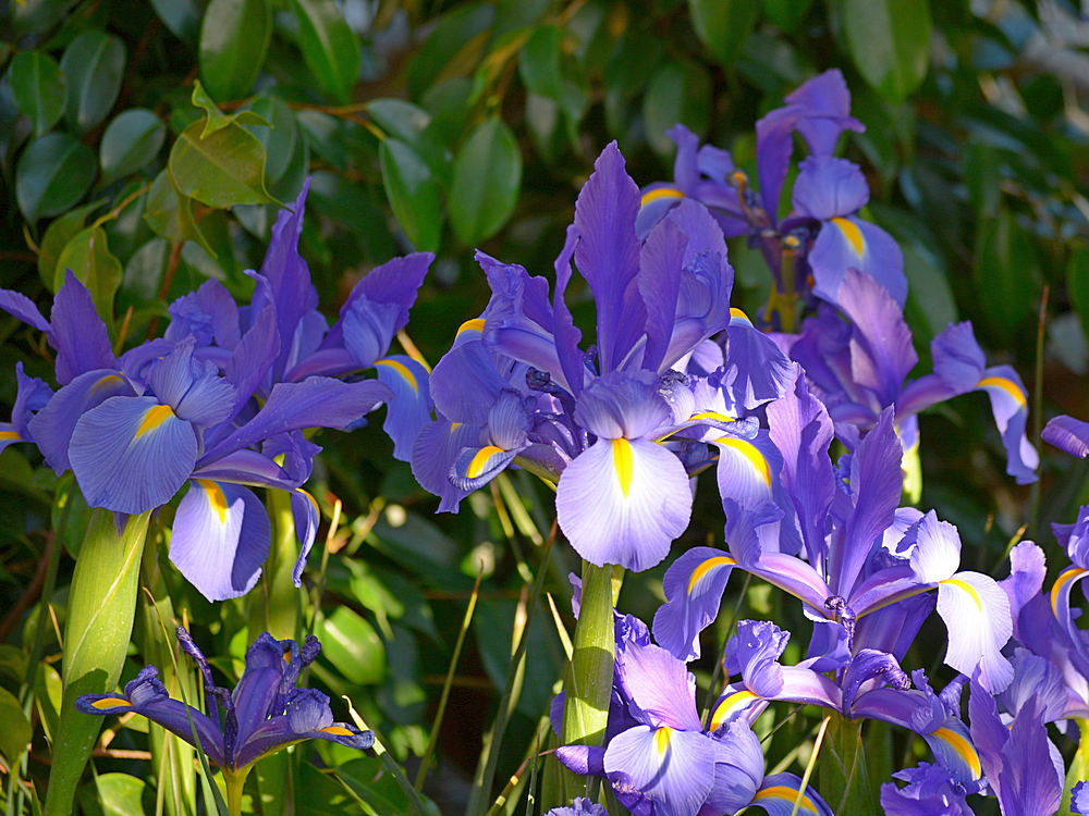 Iris.jpg