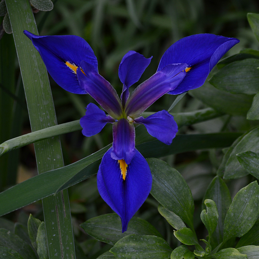 Iris.jpg