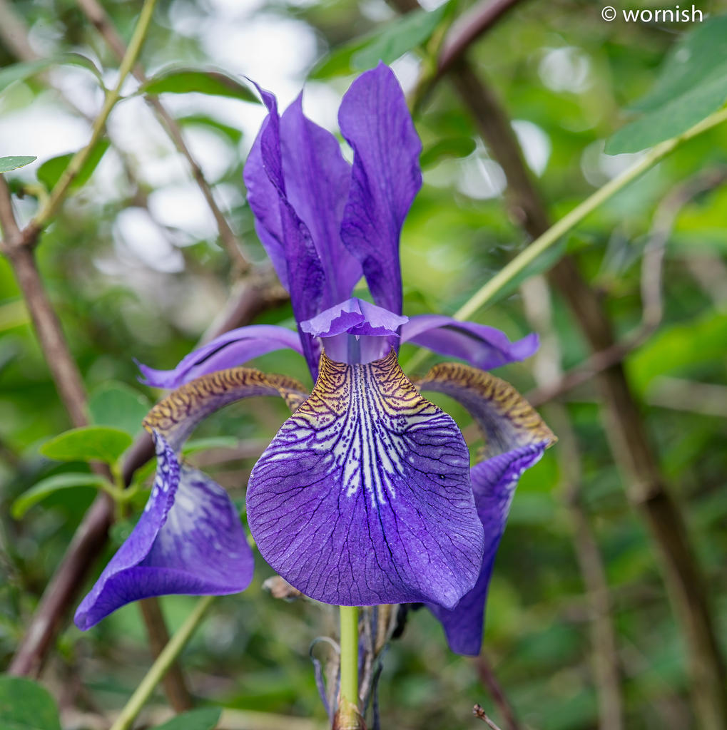 Iris.jpg