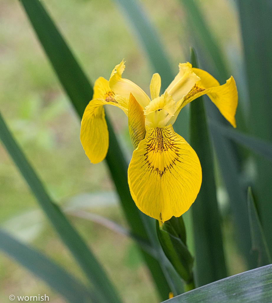 Iris Yellow.jpg