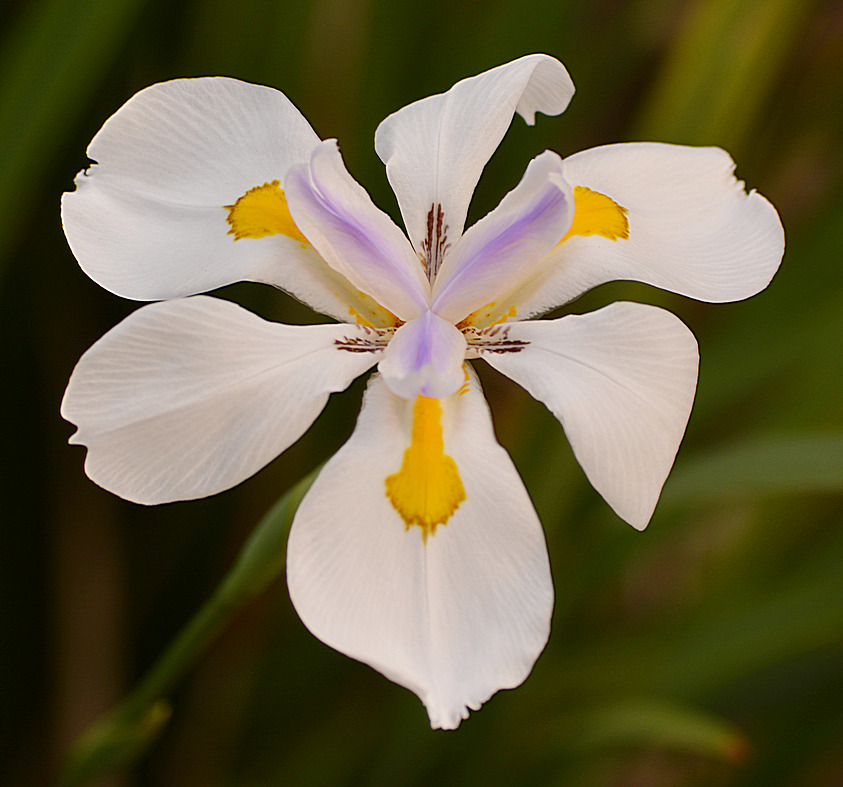 Iris03Jan2013.jpg