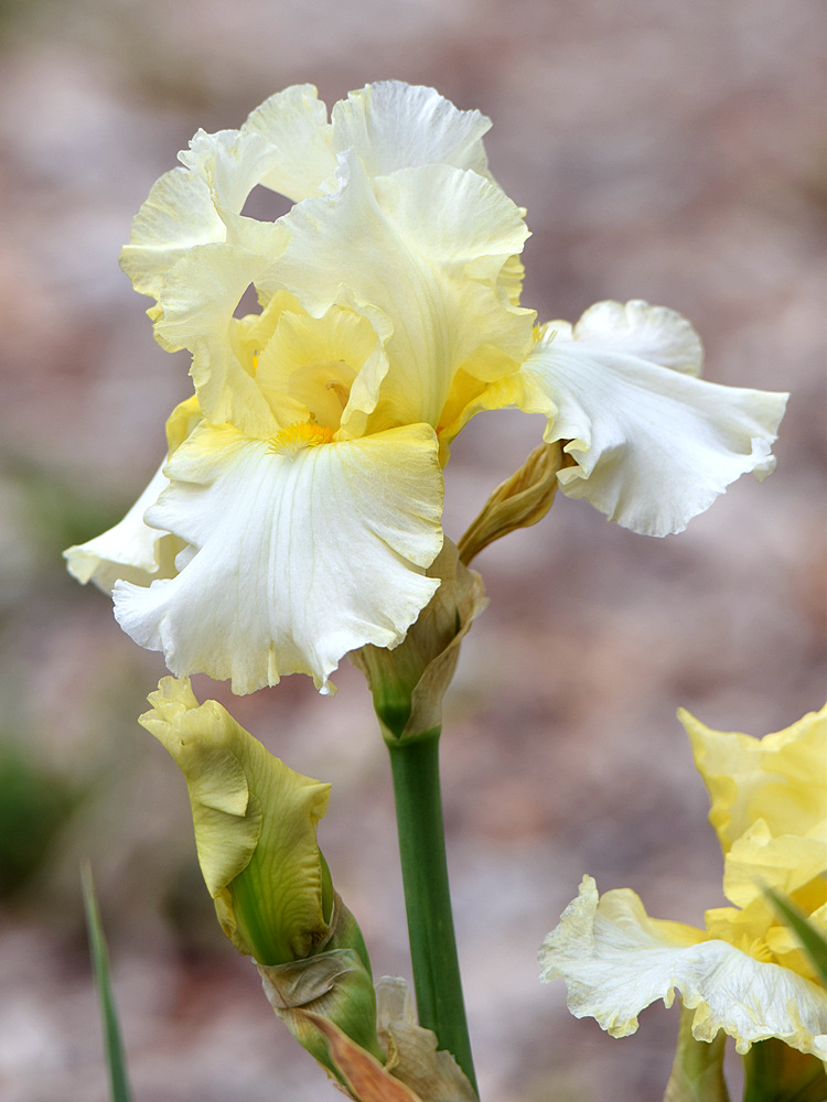 Iris2.jpg