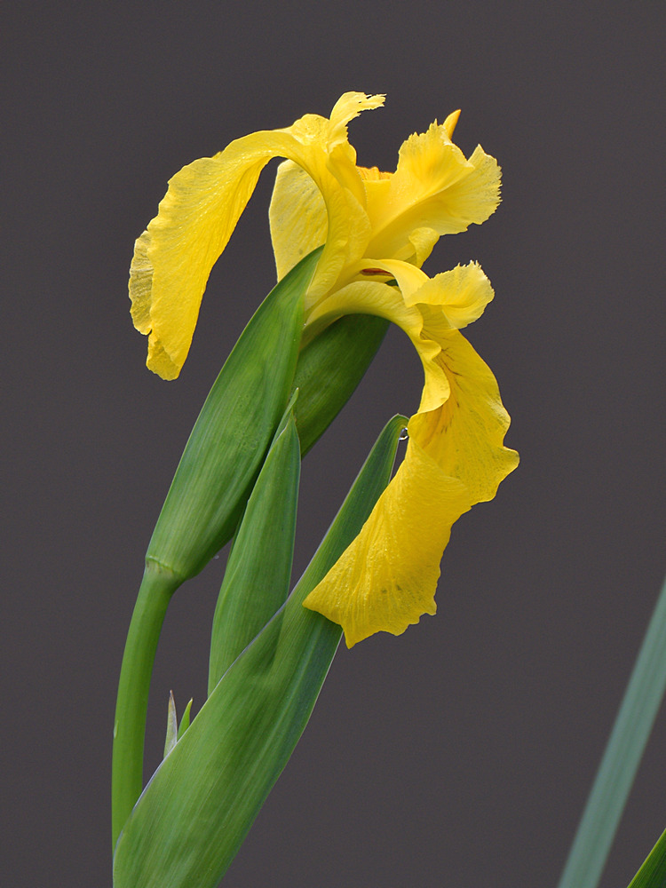 Iris2.jpg