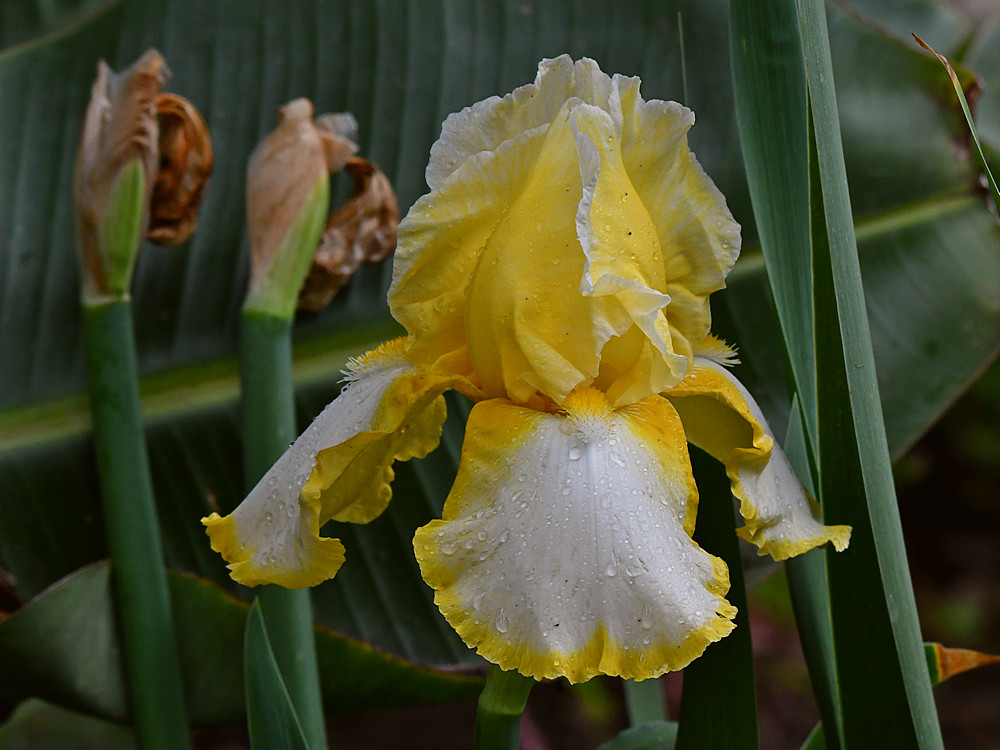 Iris2.jpg
