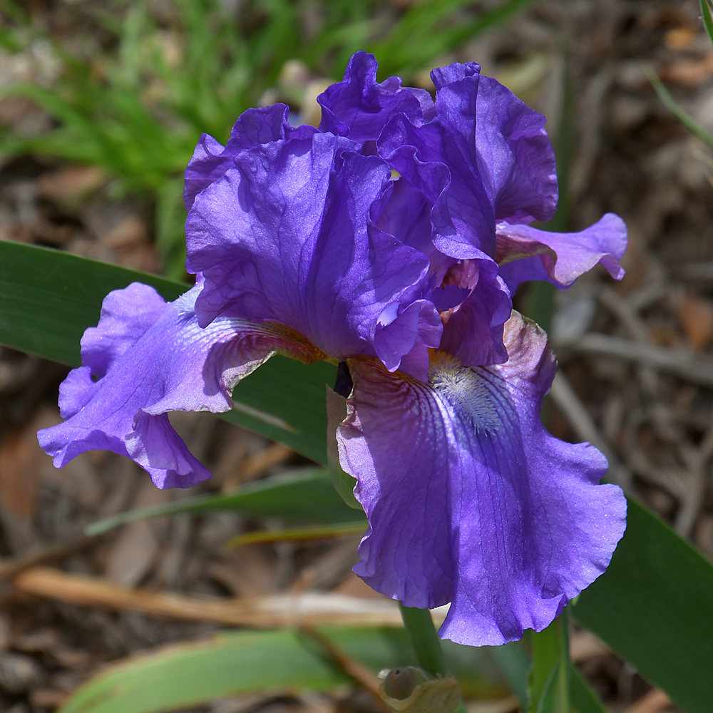 Iris2.jpg