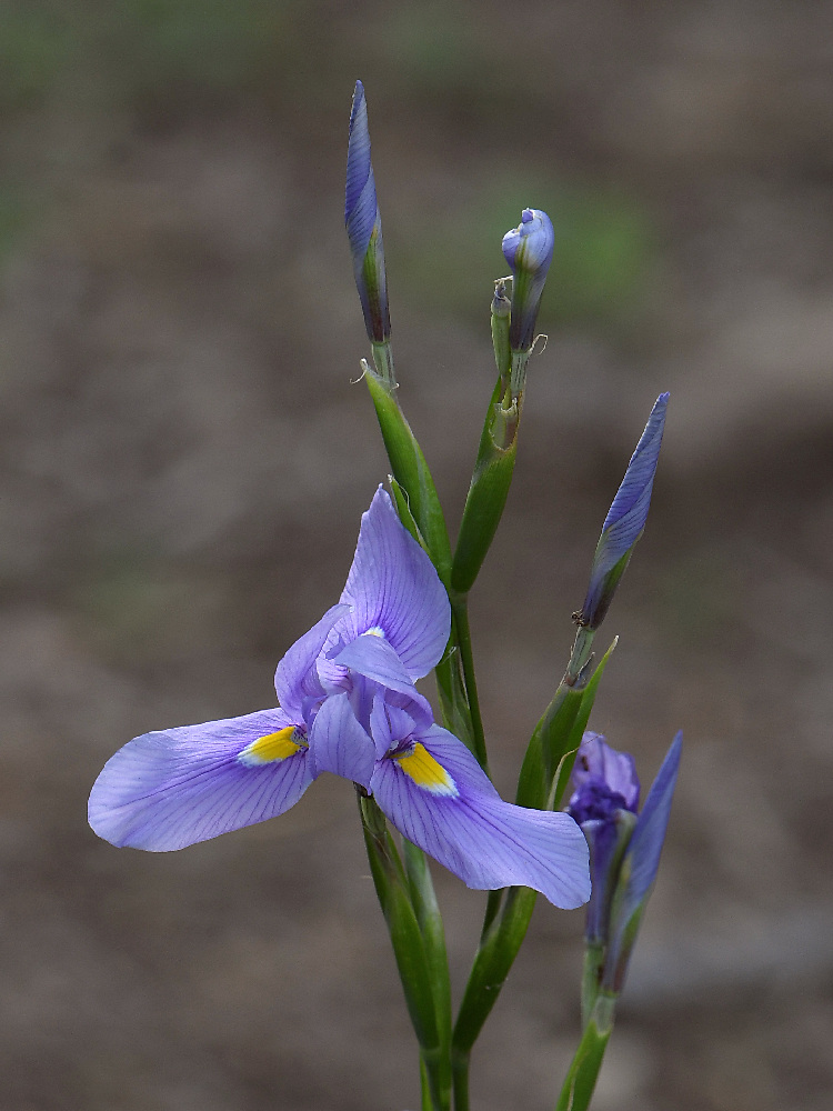 Iris2.jpg