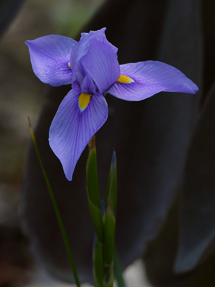 Iris2.jpg