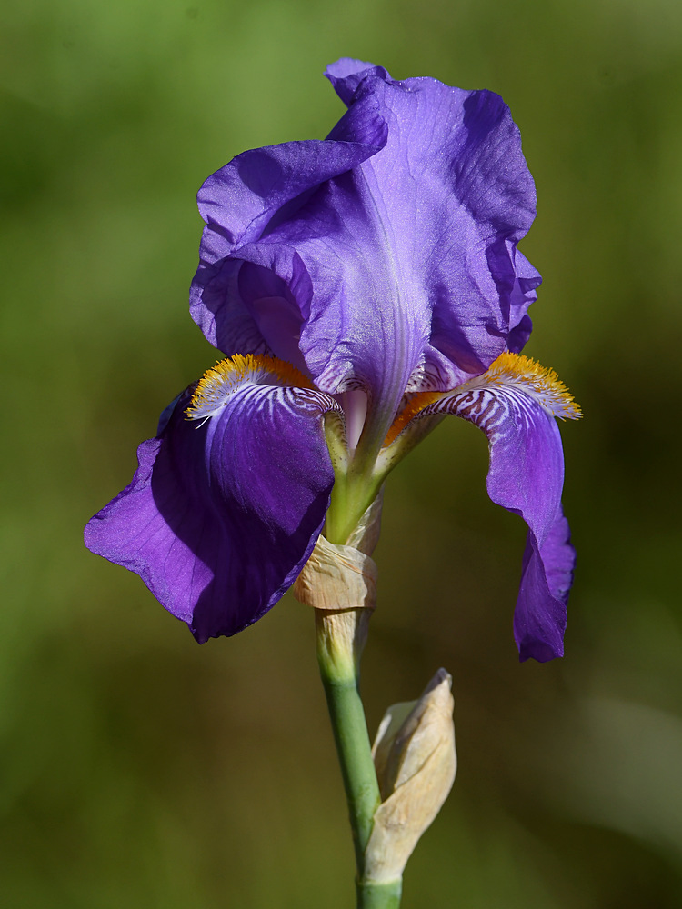 Iris2.jpg