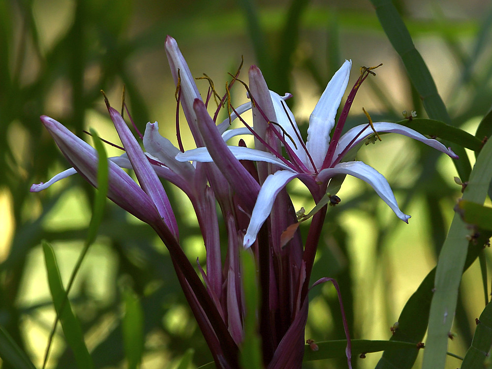 Iris2.jpg