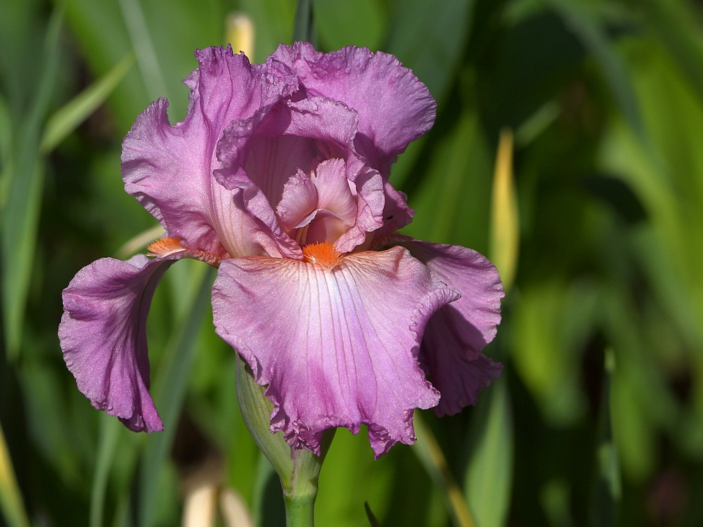 Iris2.jpg