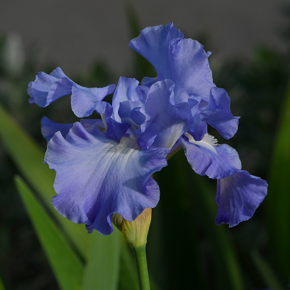 Iris2.jpg
