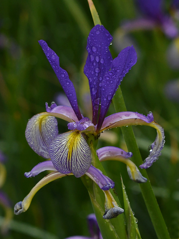Iris2.jpg