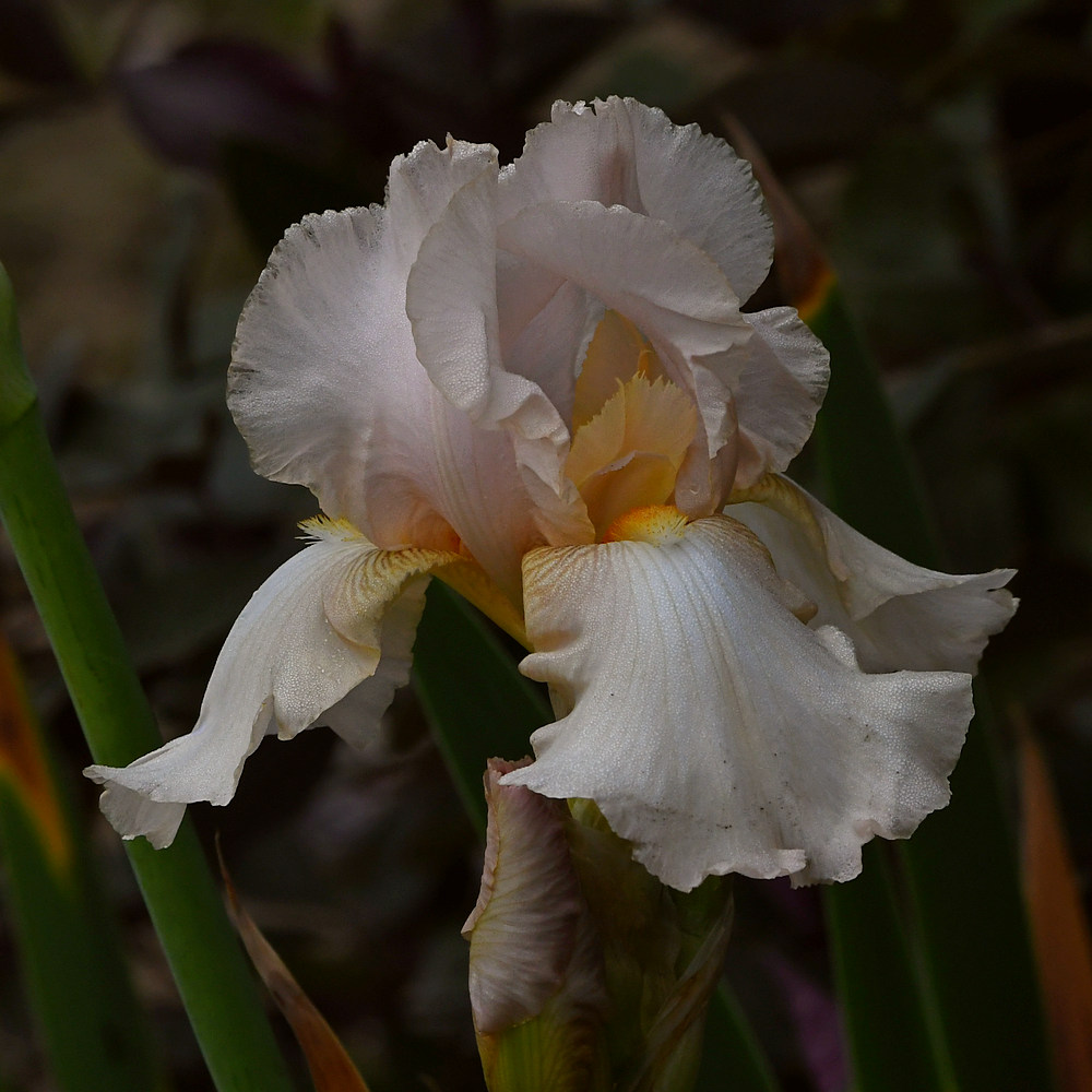 Iris2.jpg