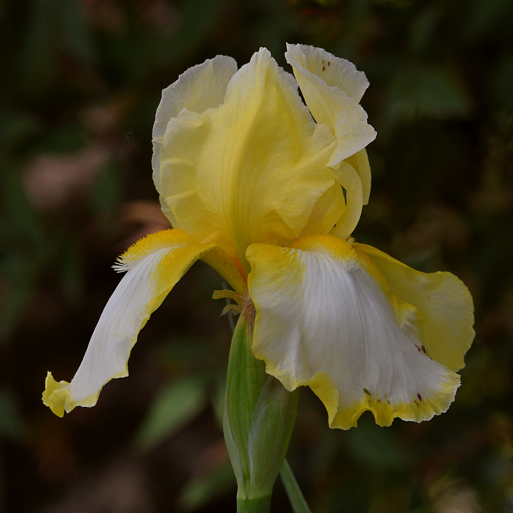 Iris2.jpg