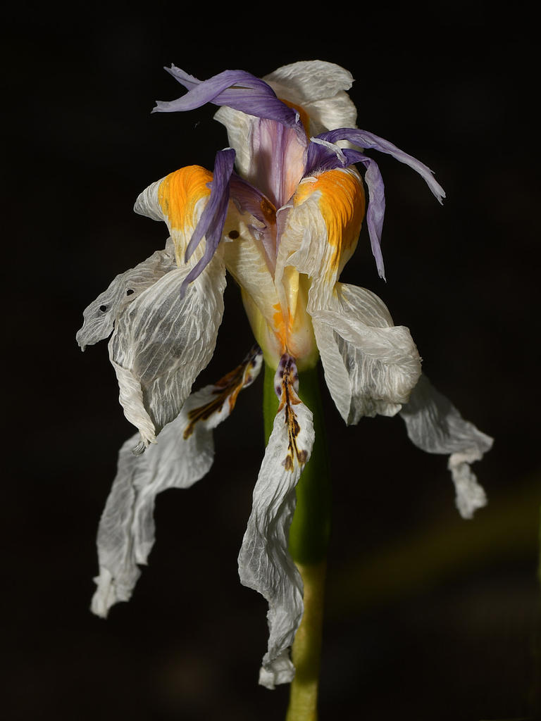 Iris2.jpg