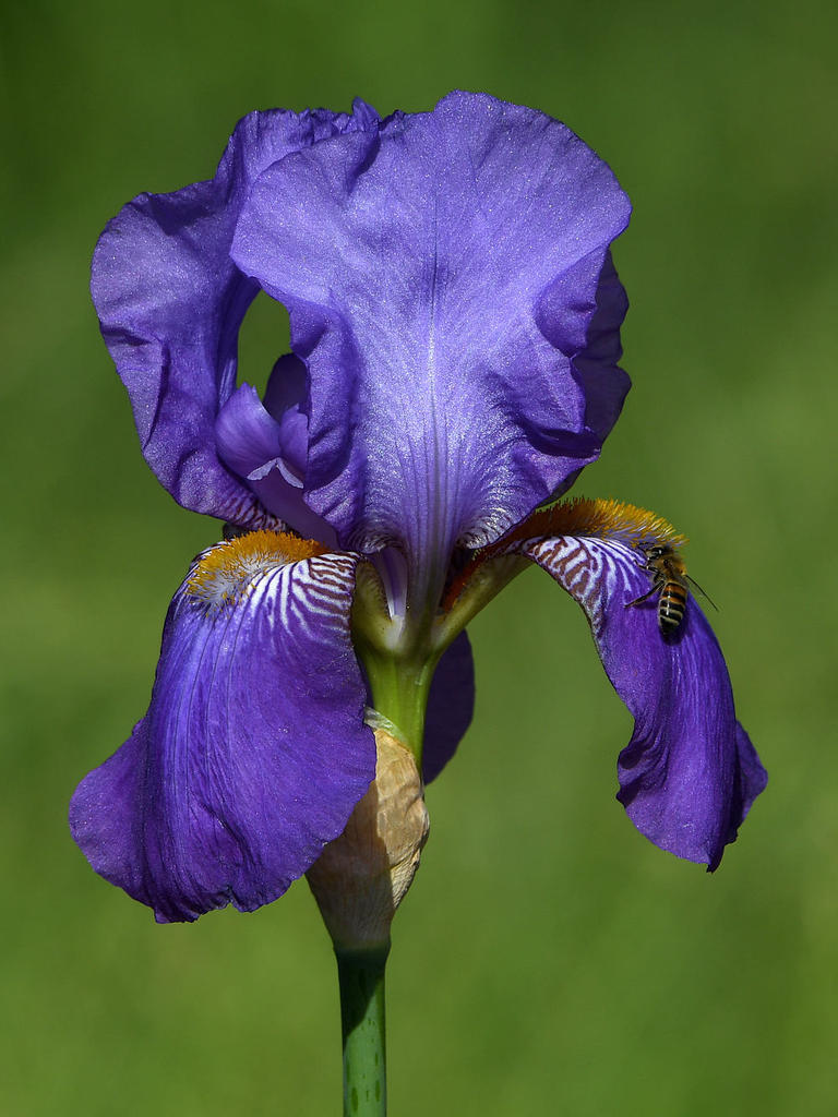 Iris2.jpg