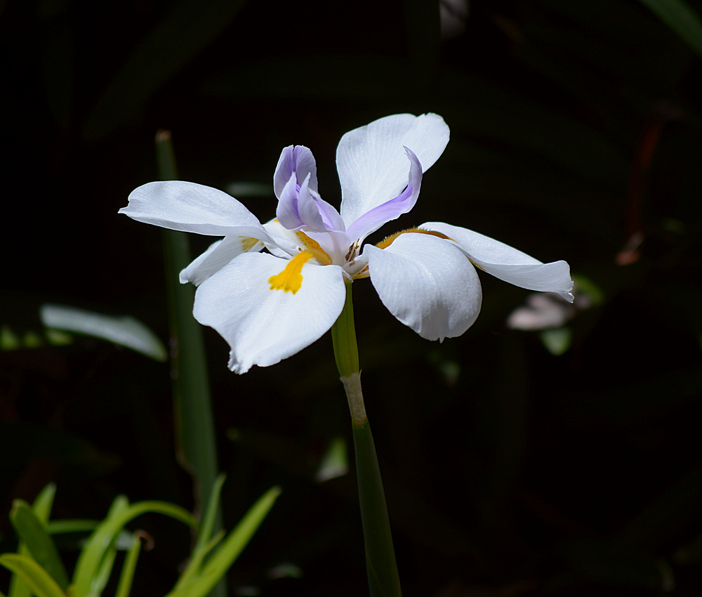 Iris2.jpg