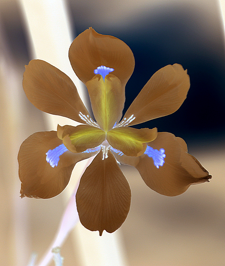 Iris2.jpg