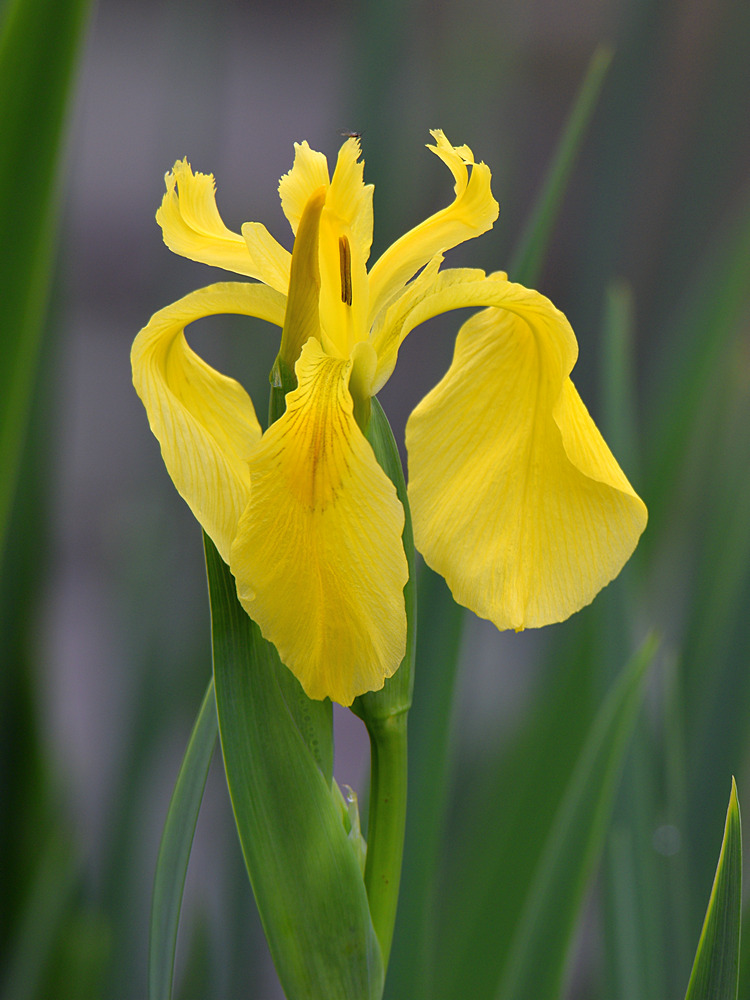 Iris3.jpg