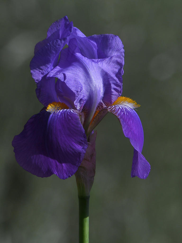 Iris3.jpg