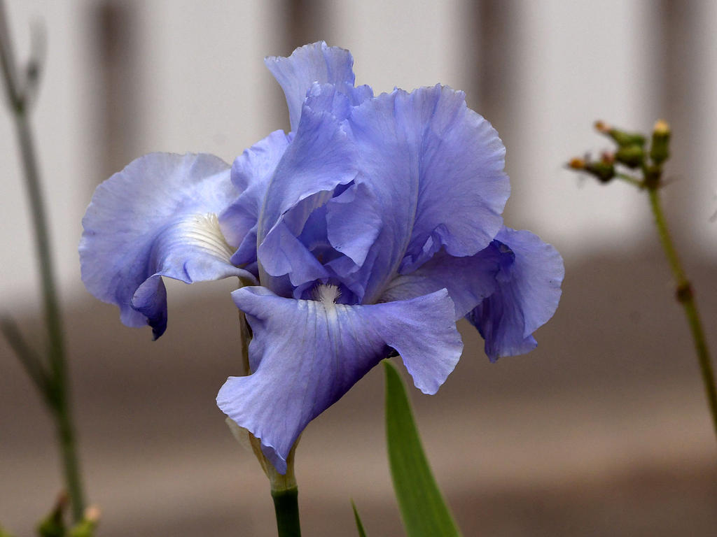 Iris3.jpg