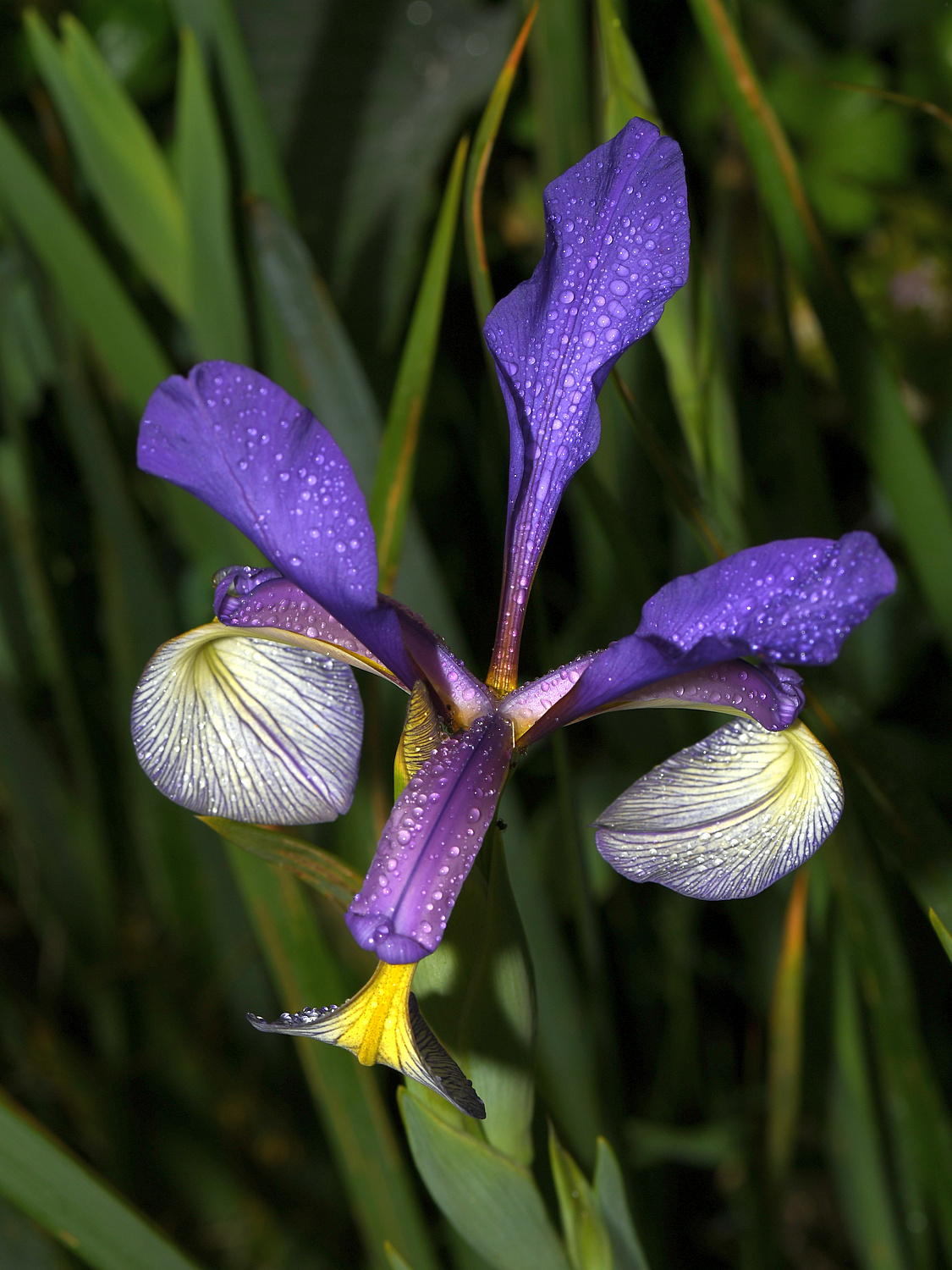 Iris6.jpg